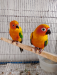 Sunconure